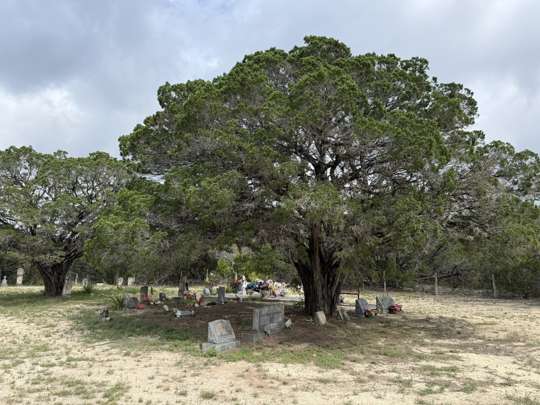 Polly Cemetery headstones beneath a large live oak
