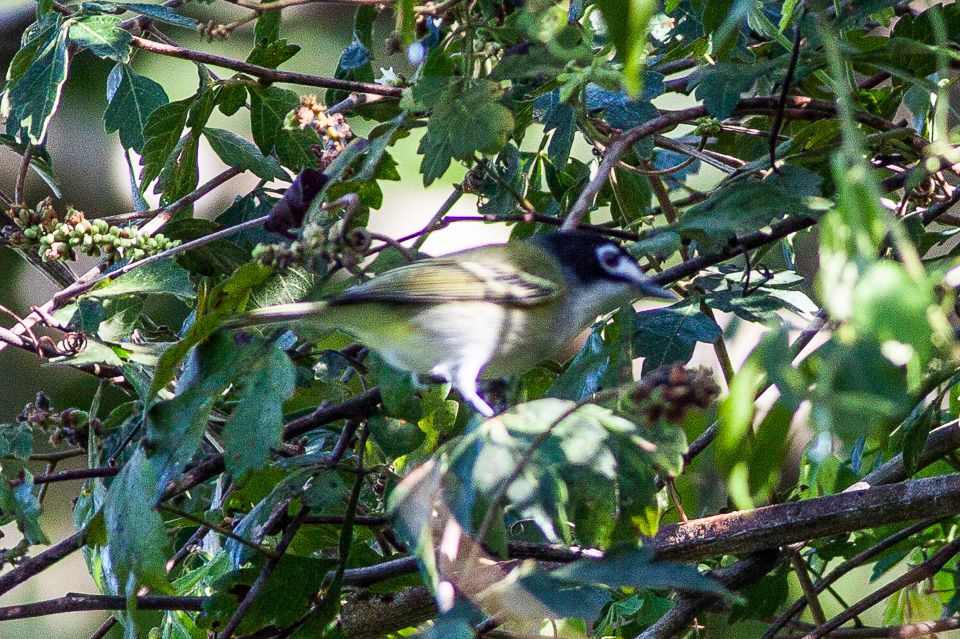 Black-capped Vireo