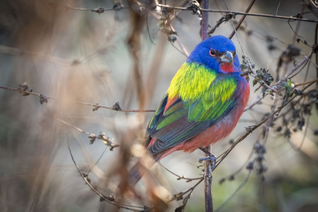 A male Painted Bunting