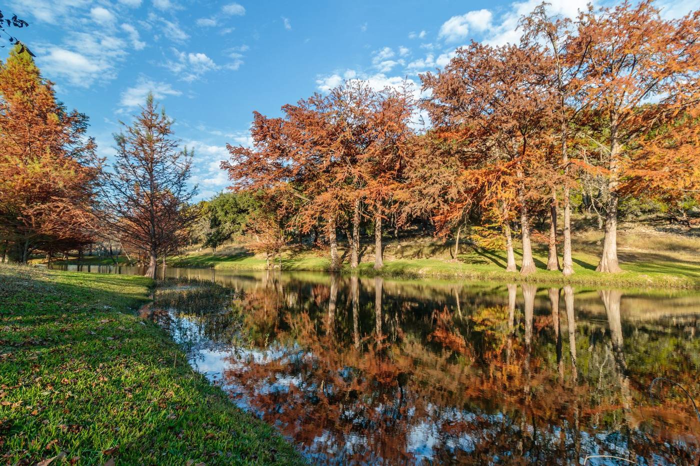 Bigtooth maples turning in a Hill Country canyon