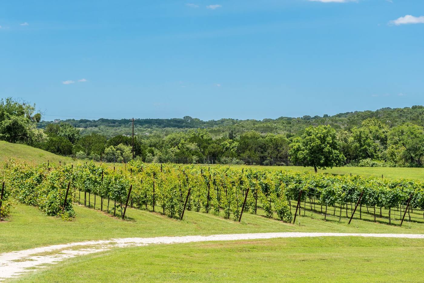 Vines in the Hill Country wine country