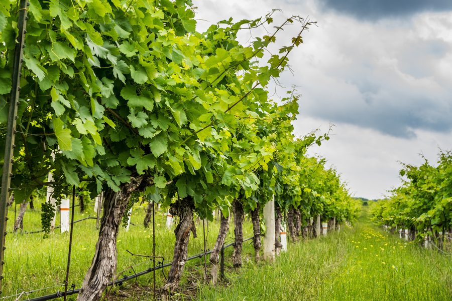 Vineyard